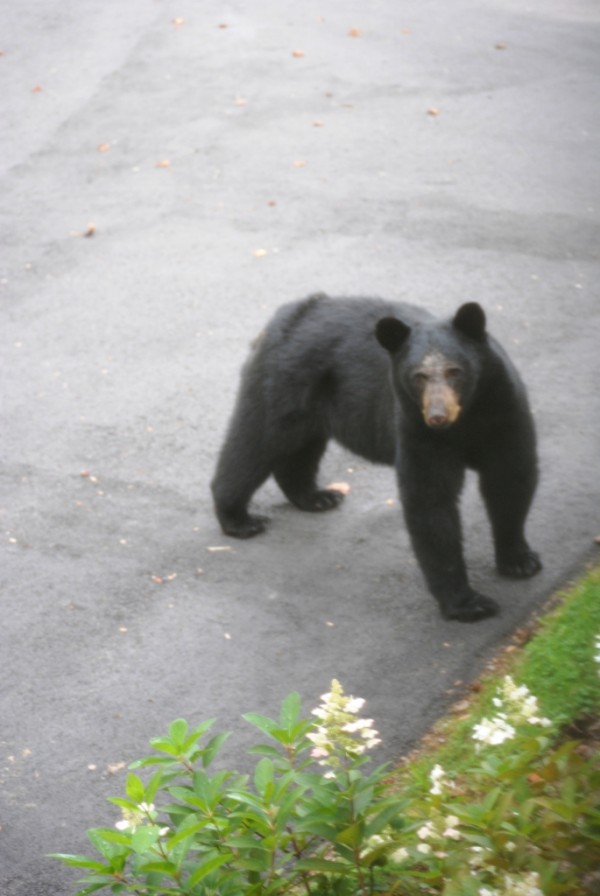 Asheville bear