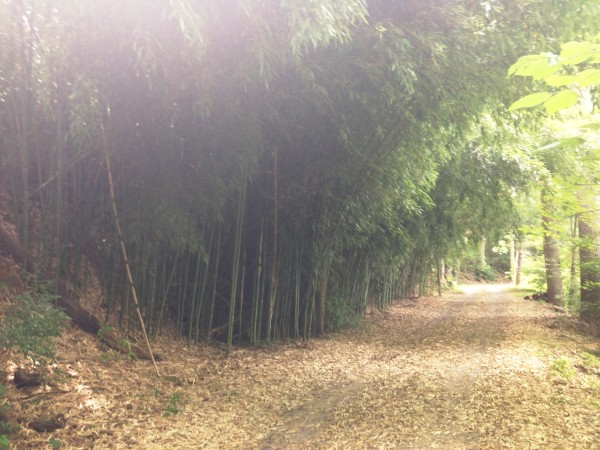 bamboo thicket