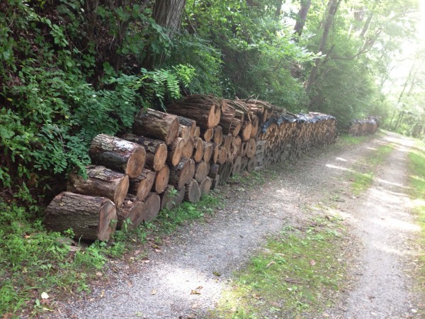 wood pile