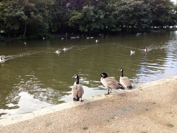 feed the duckies and geese