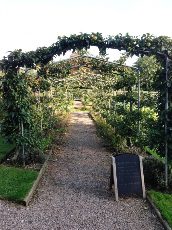 espalier apple trees