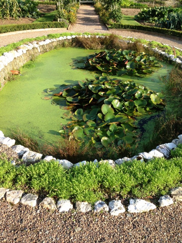 lily pond