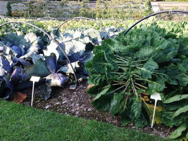 cabbage in the kitchen garden
