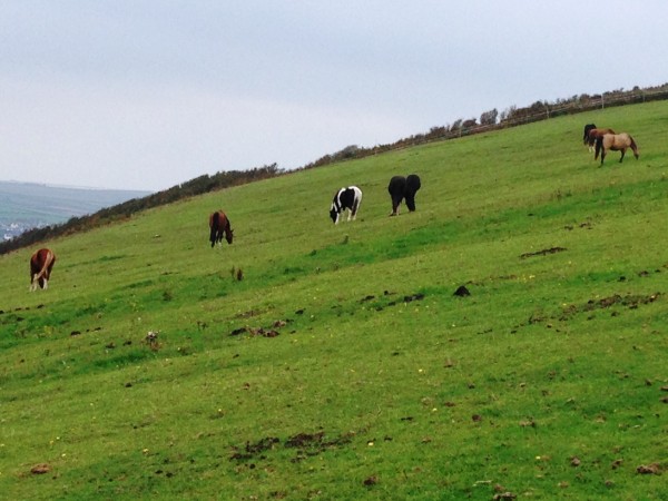 These are "retired" horses that are being well taken care of