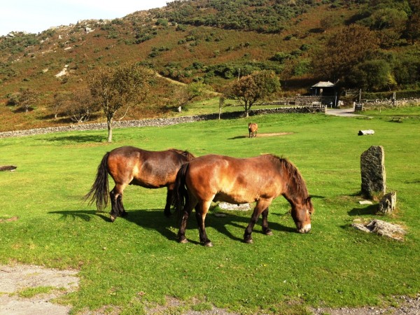 these fellas snacked in the "tea" rest area as we were departing...looking for our crumbs, I guess