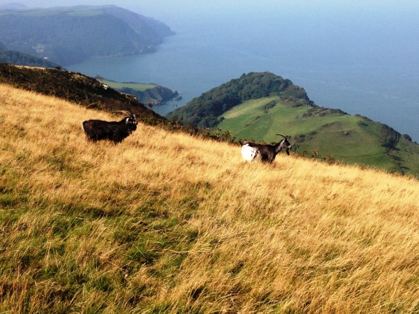 wild goats met us up here