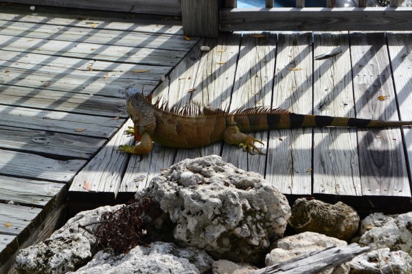 ...not to be outdone, the bearded dragon upstaged the seal...