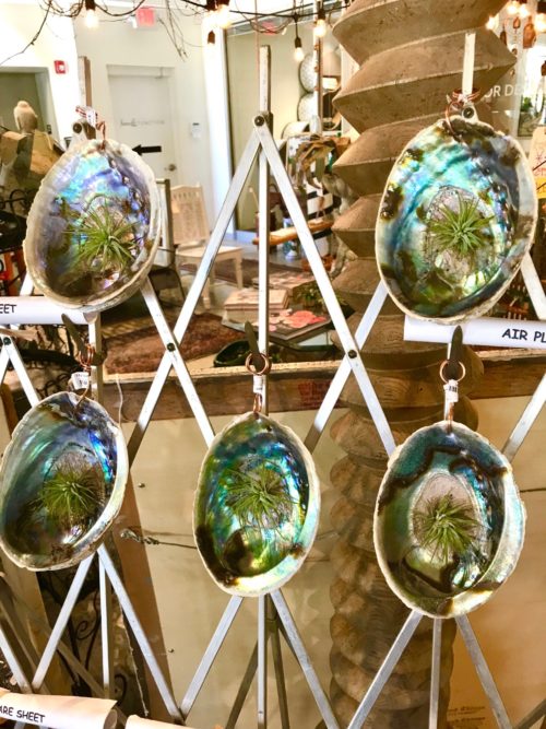 air plants in abalone shells