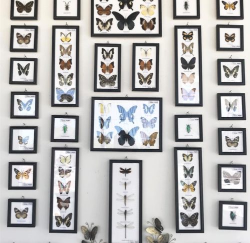 preserved butterflies in frames