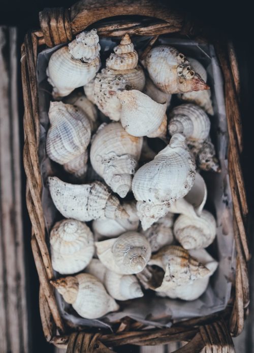 shells in basket
