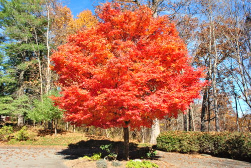 Orange fall japanese maple tree