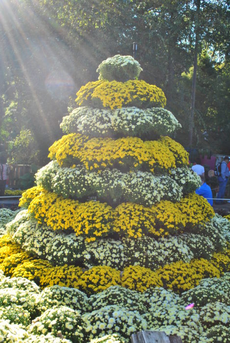 fall mums display